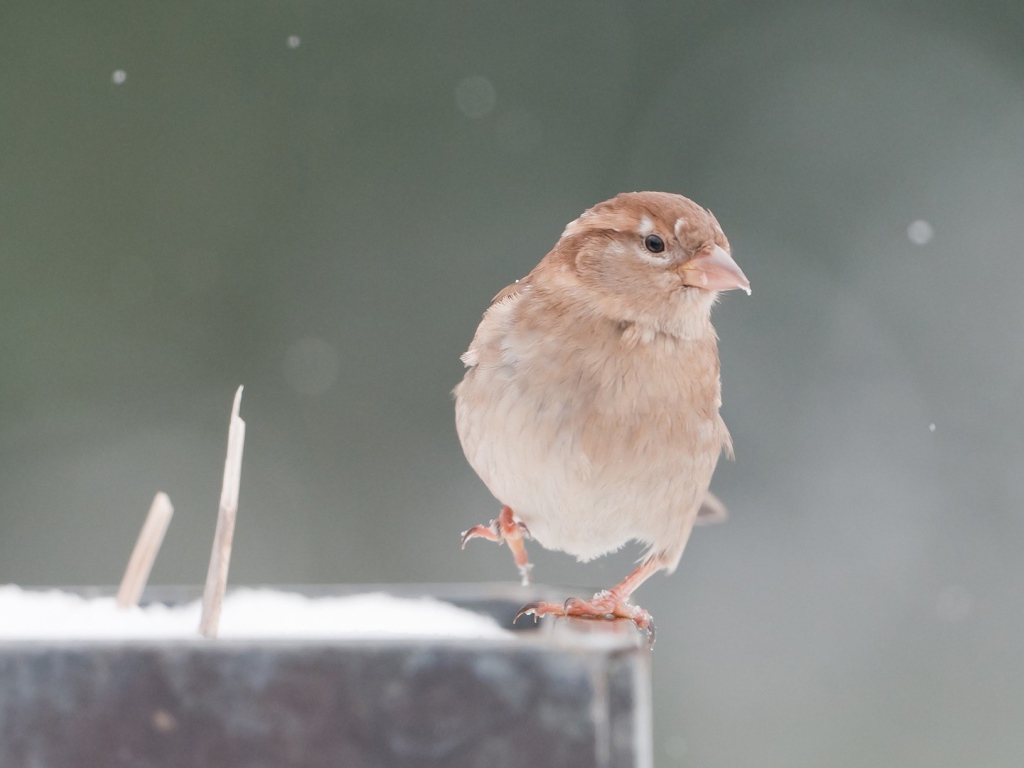 Обыкновенный воробей