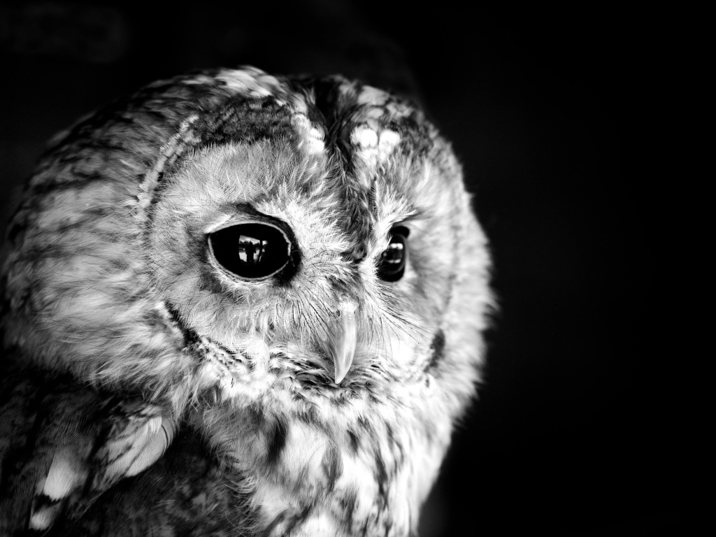 Голова совы