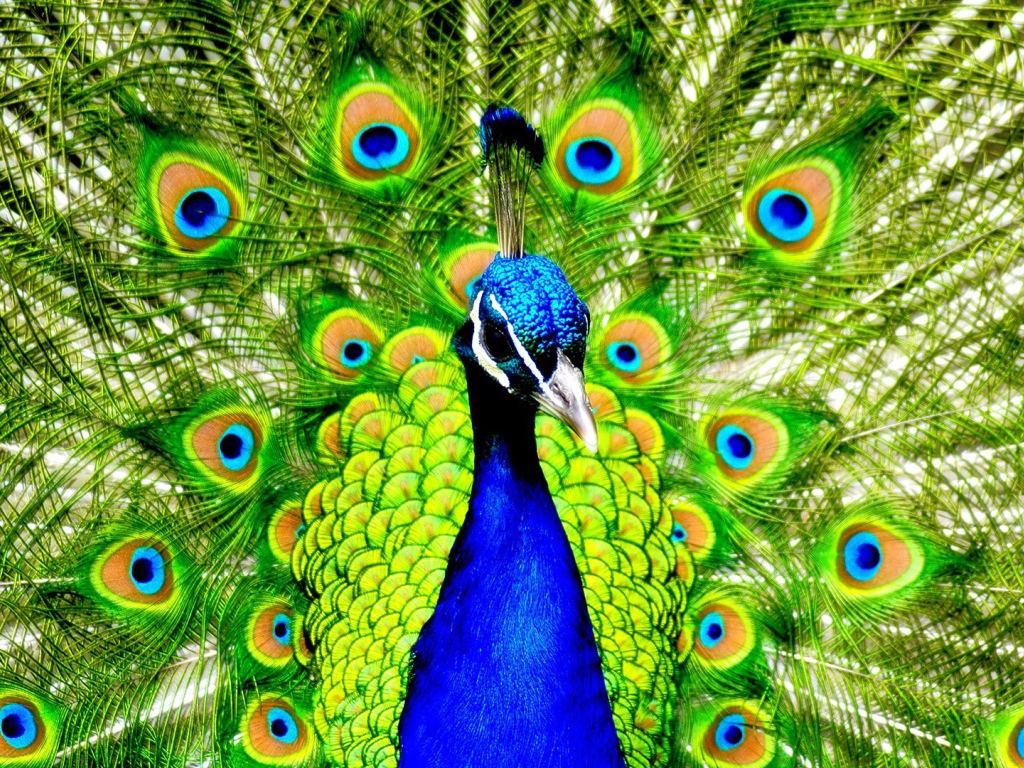 Павлин с распущенным хвостом