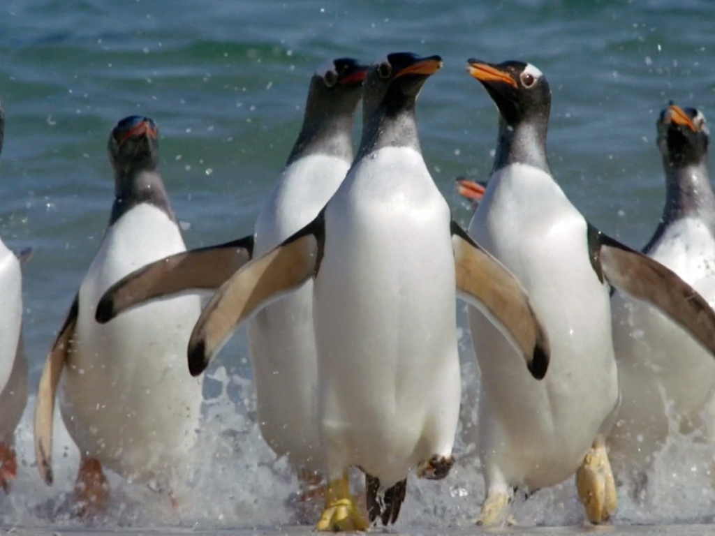 Пингвины выскакивают из воды