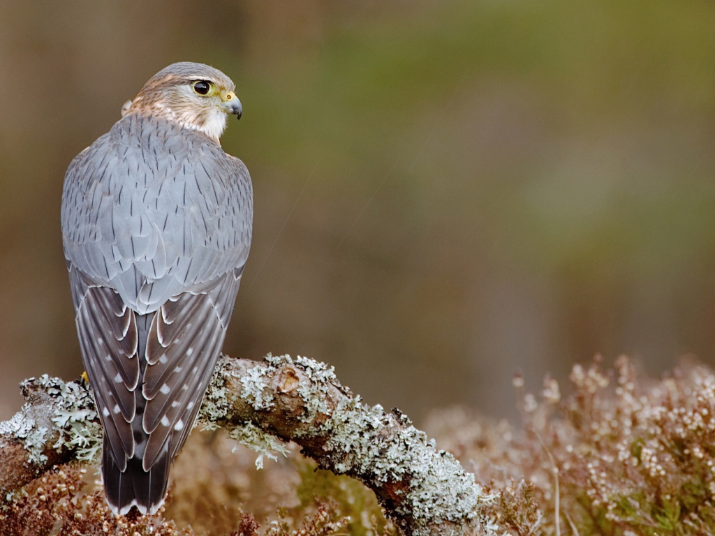 Пиджен ястреб