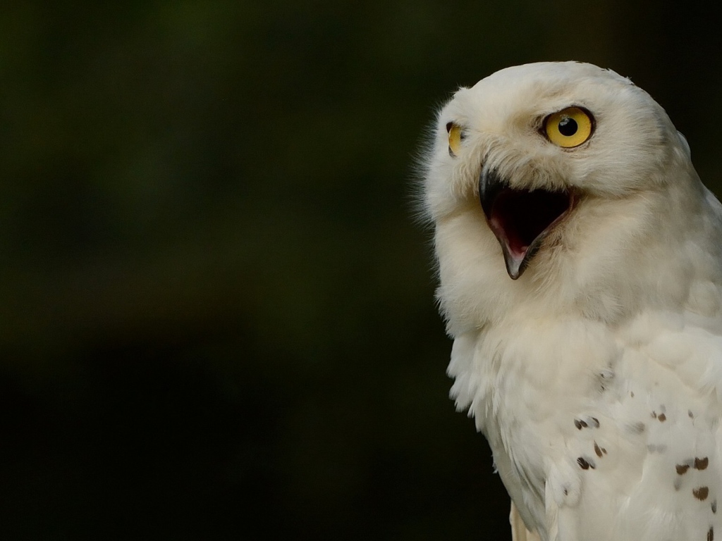 Крик белой совы