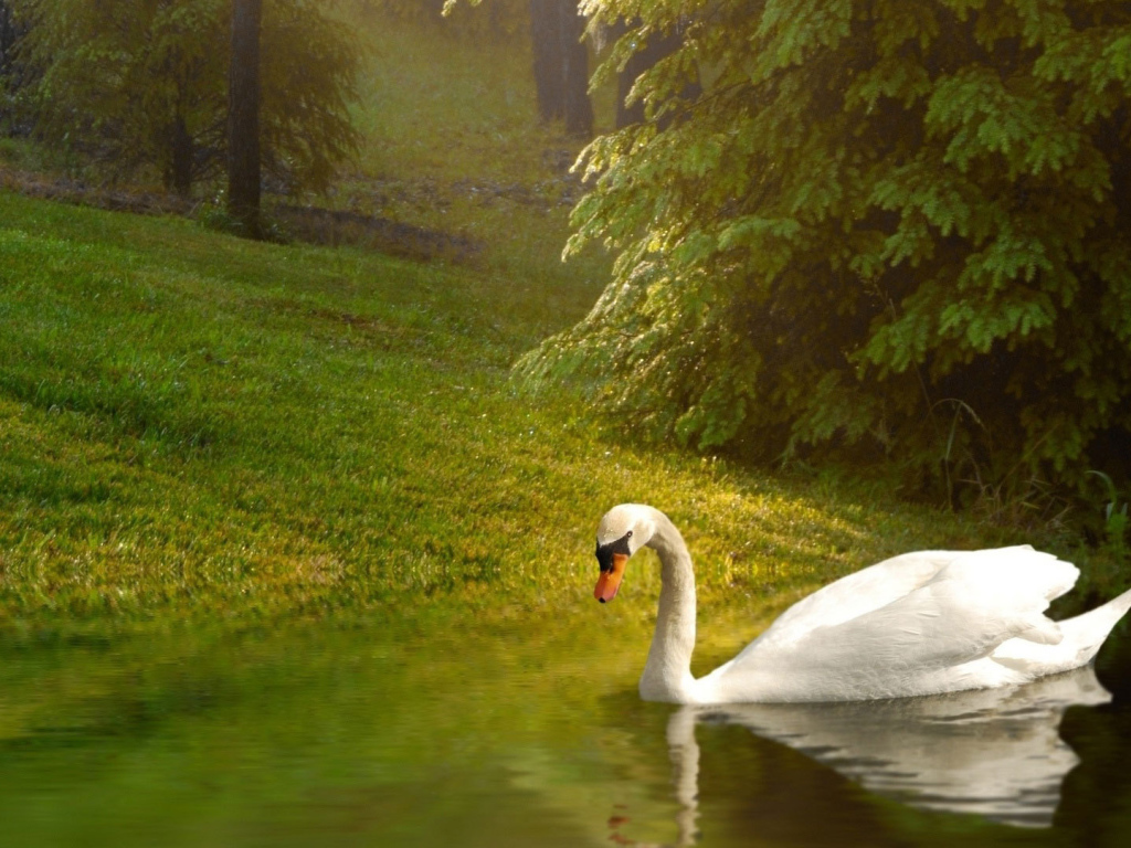 Лебедь у берега