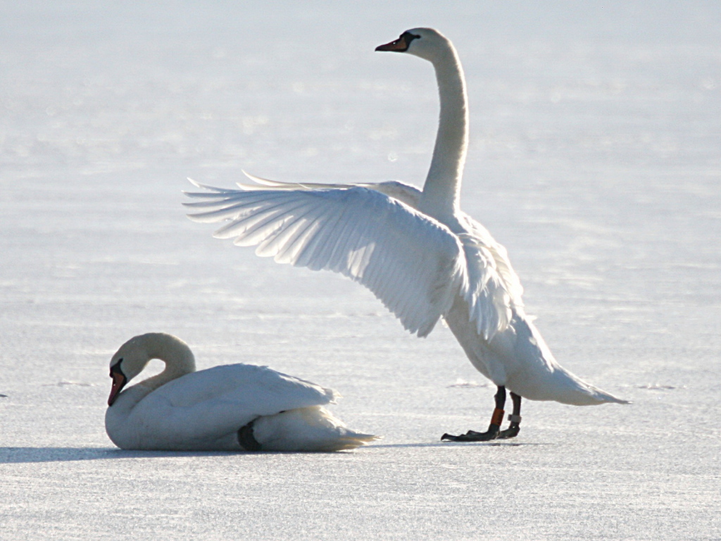 Лебеди на снегу