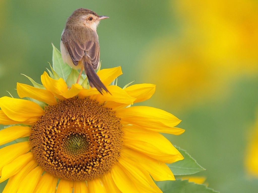 Птица сидит на подсолнухе