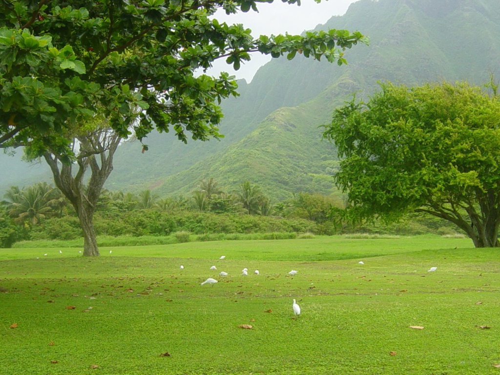 Белые птицы под деревьями