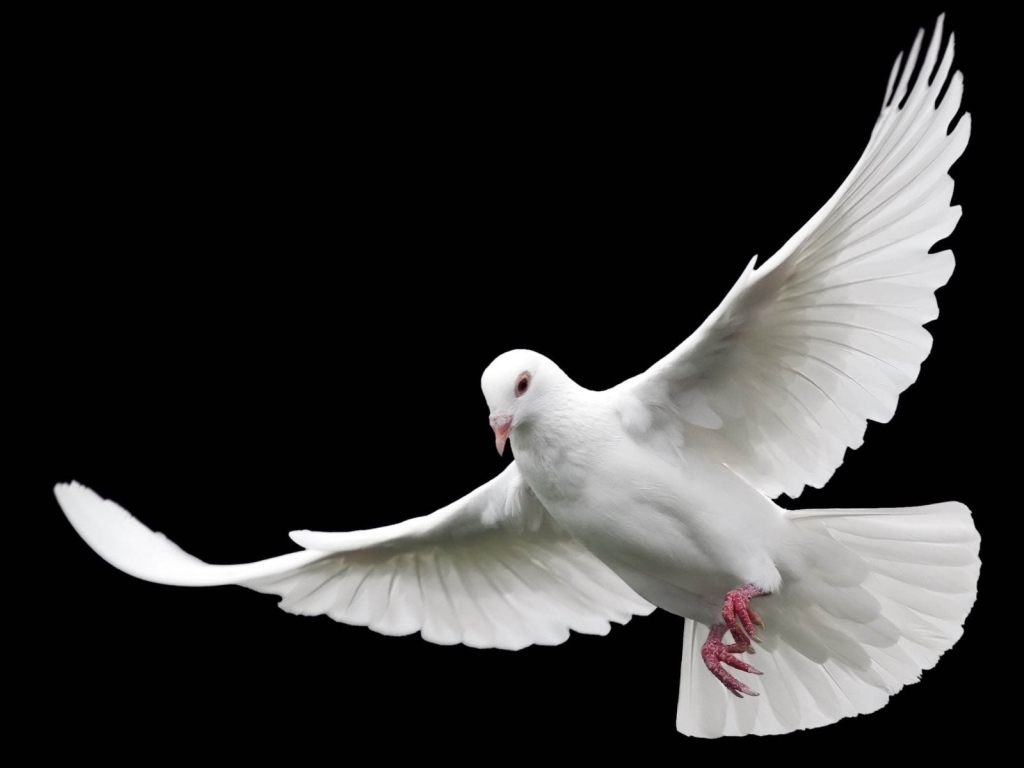 Белый голубь мира