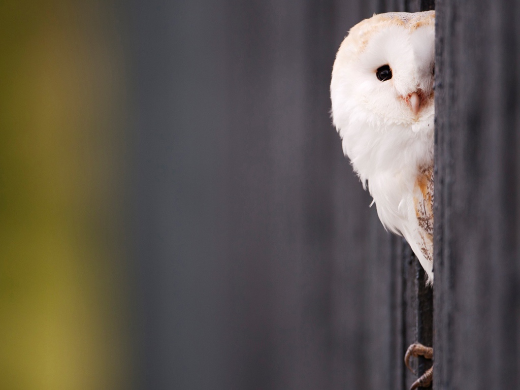 Красивая белая сова