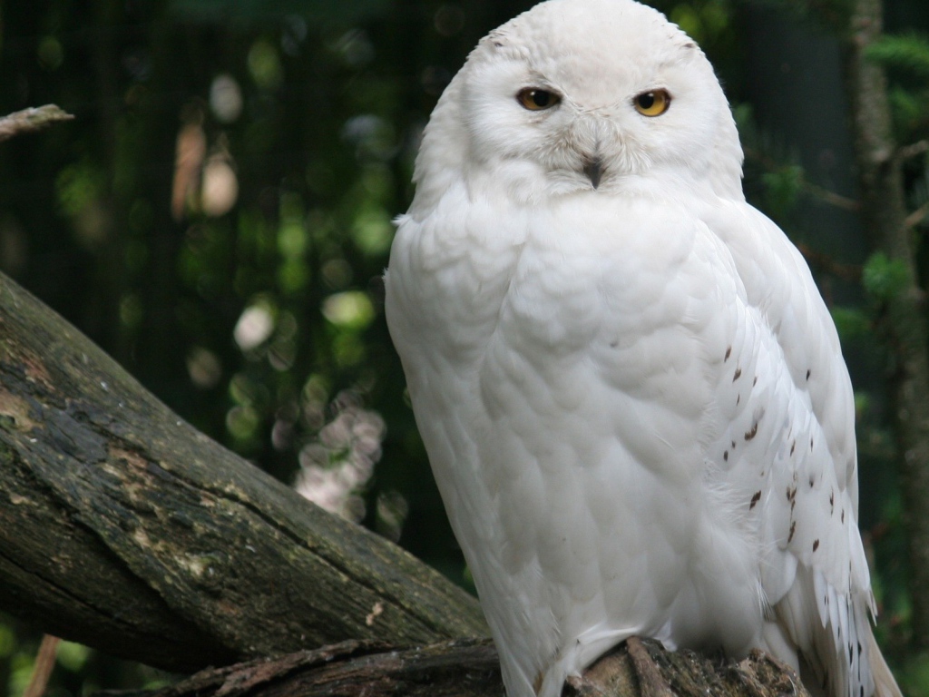 Белая сова