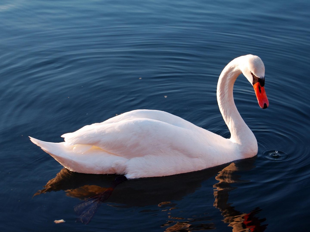 Белый лебедь на озере