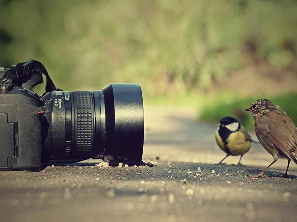 Птицы позируют перед фотокамерой