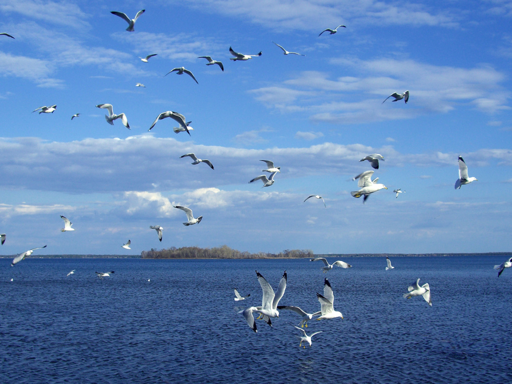 Стая чаек над морем