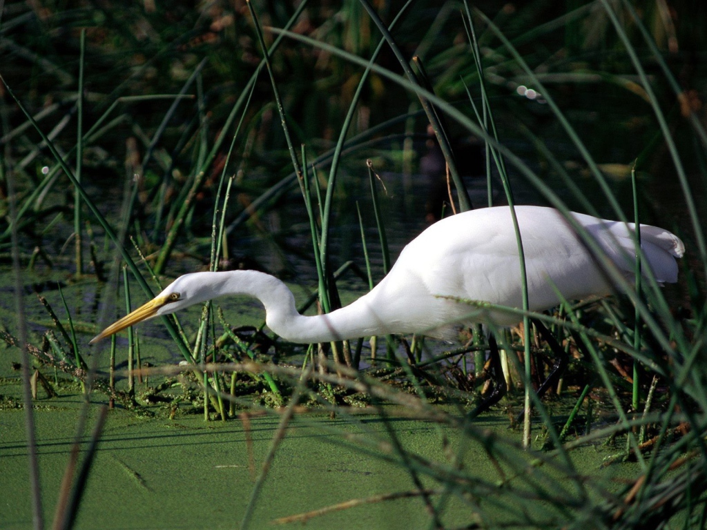 Журавль в болоте