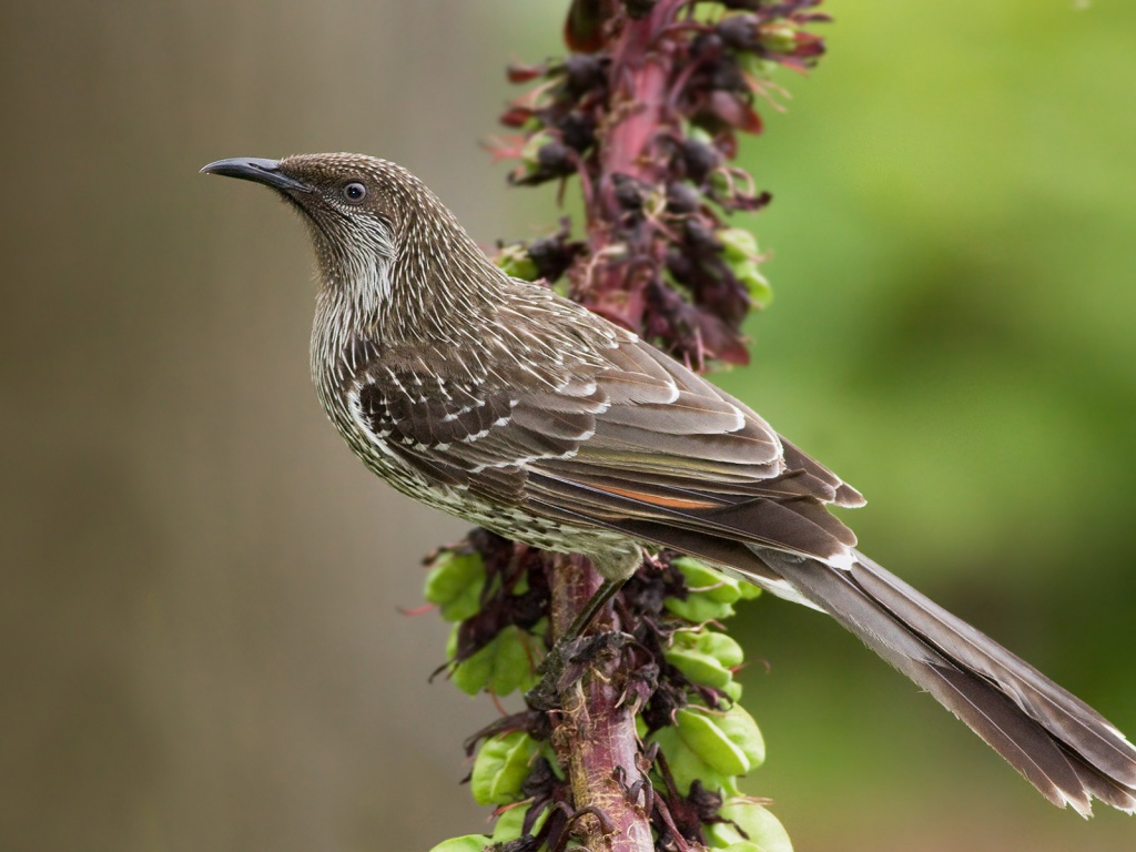 Кукушка на ветке