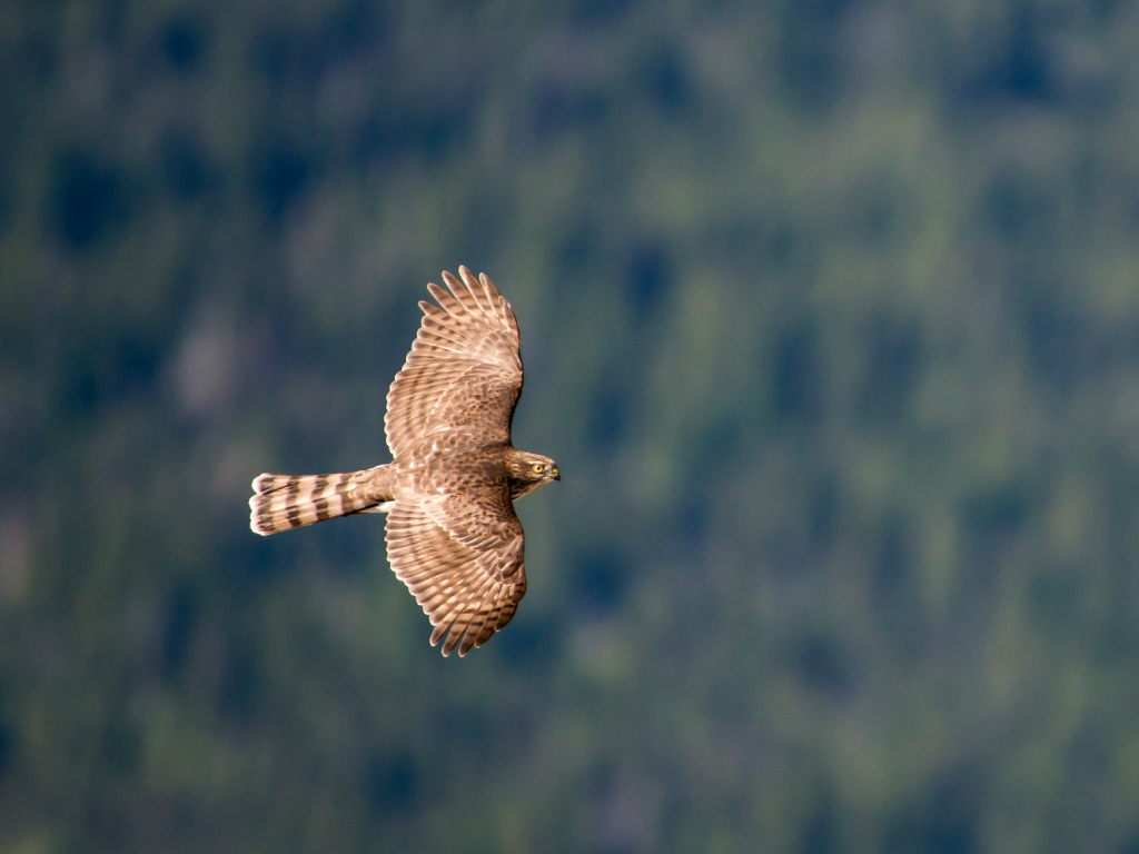 Ястреб в полете