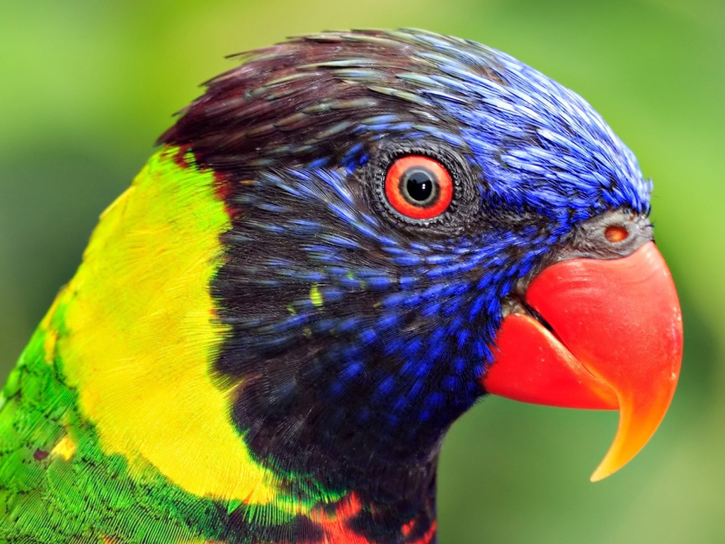 Голова попугая