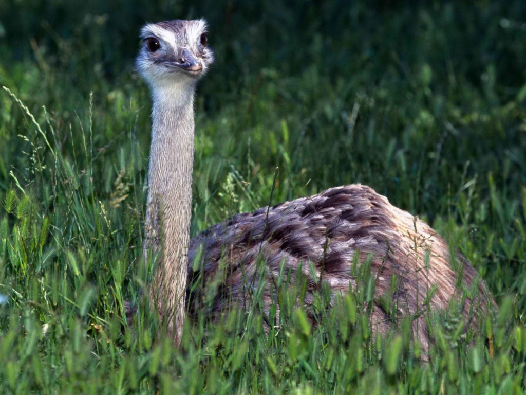 Страус в траве