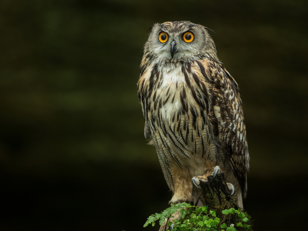 Сова на черном фоне