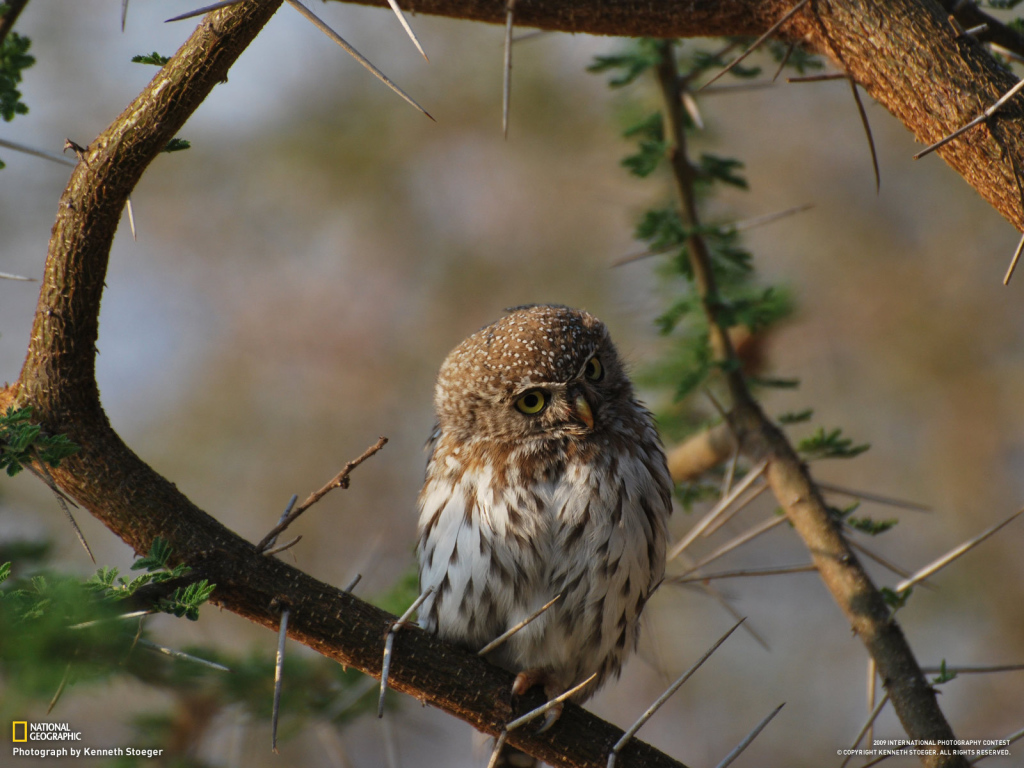 Сова на колючем дереве