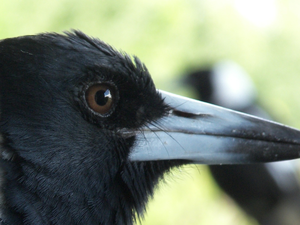 Портрет вороны