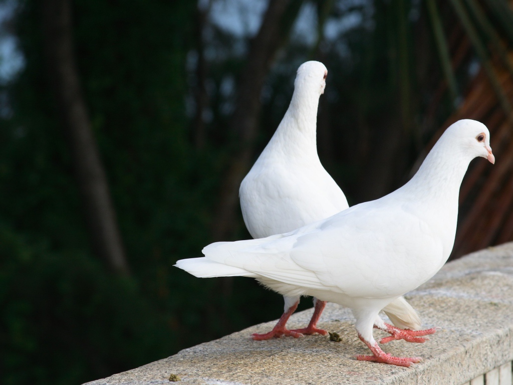 Два белых голубя на парапете