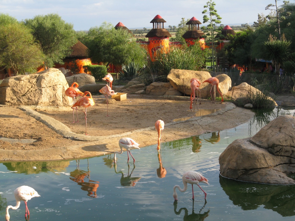 Фламинго в зоопарке