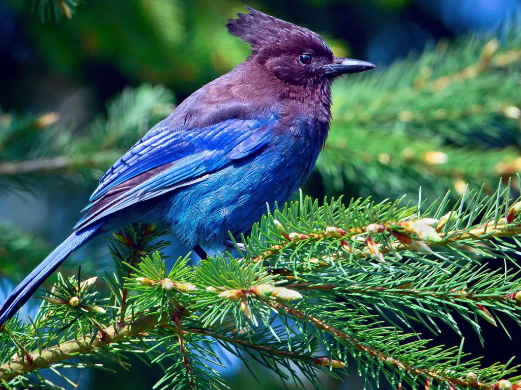 Cиняя птичка на ёлке