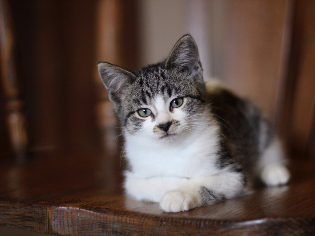 Внимательный взгляд серого кота