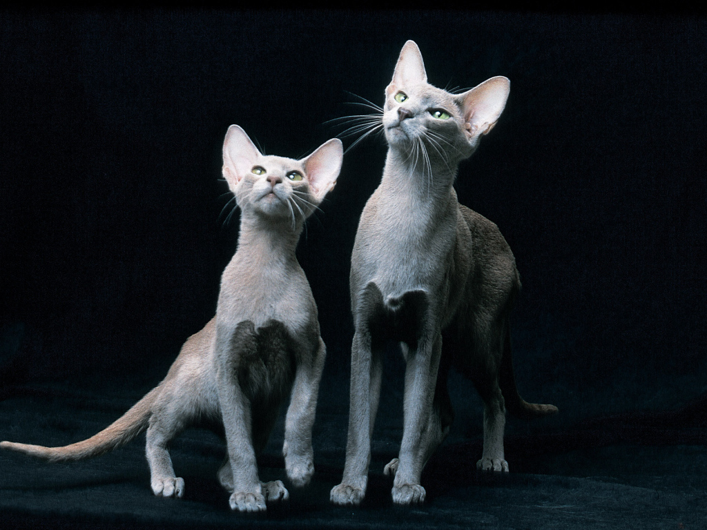 Пара ориентальных короткошерстных кошек