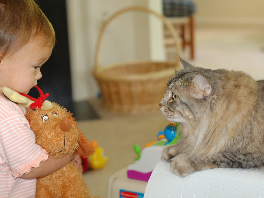 Американский бобтейл и ребенок