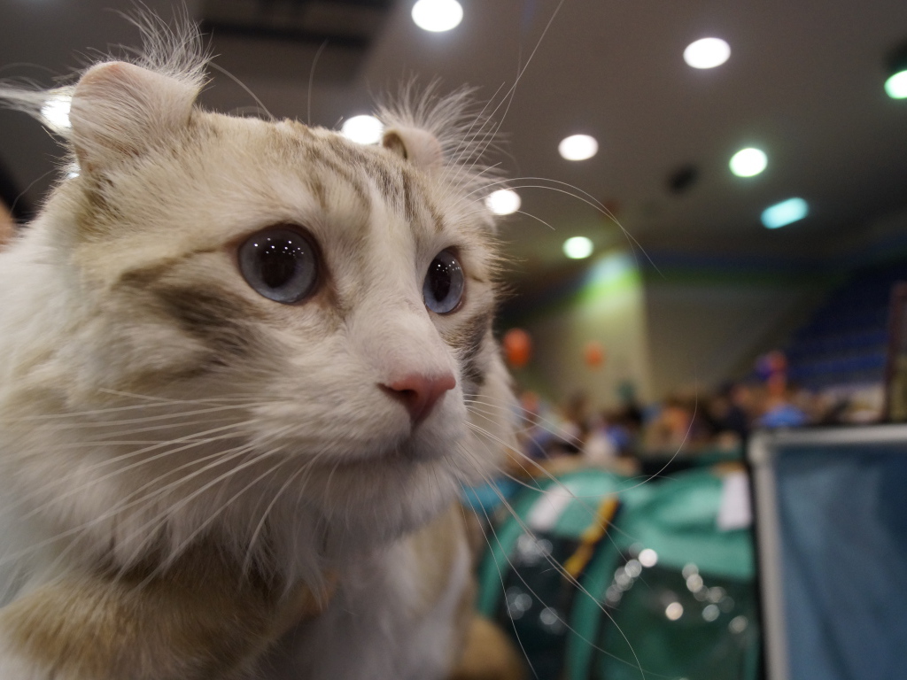 Американский керл на выставке