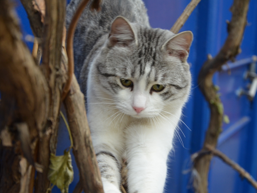 Аравийский мау среди веток