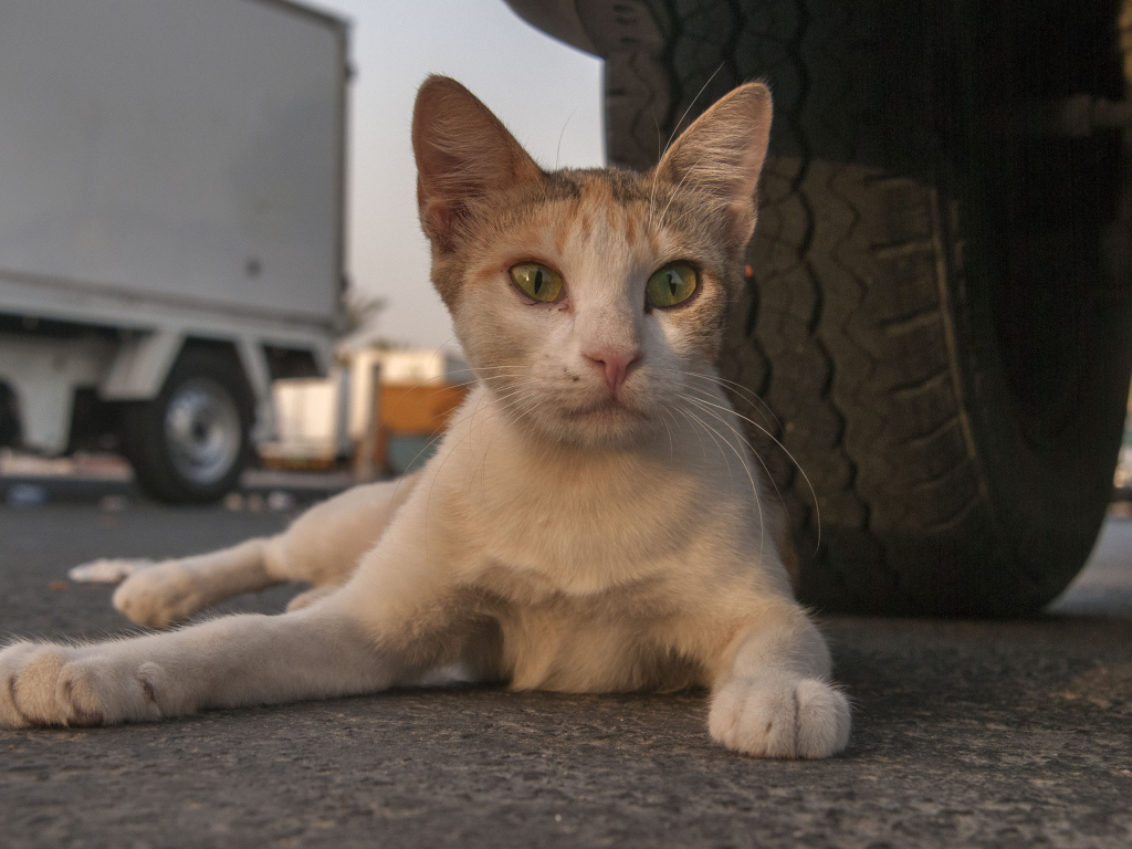 Аравийский мау у колеса