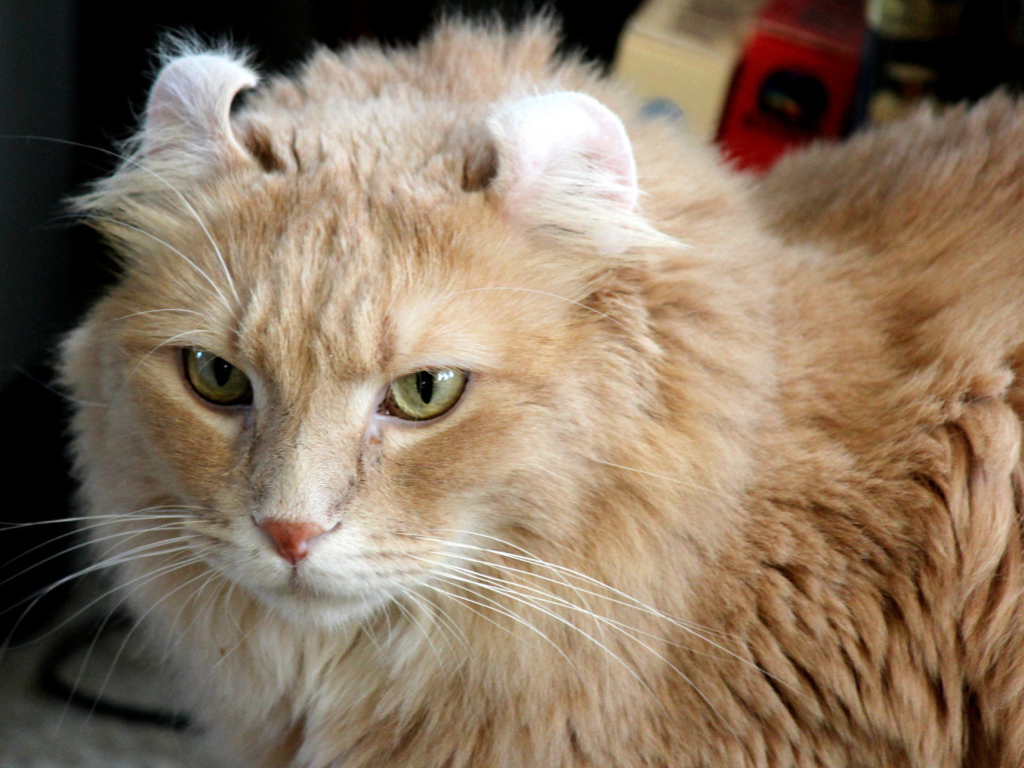 Рыжий американский керл