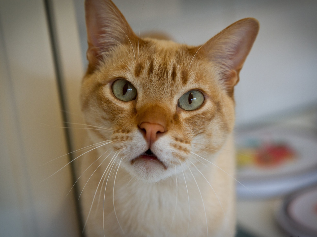 Морда кота австралийский мист