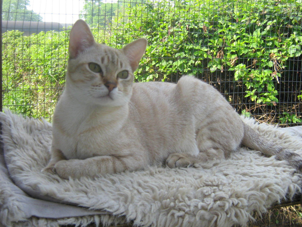 Кот австралийский мист на природе