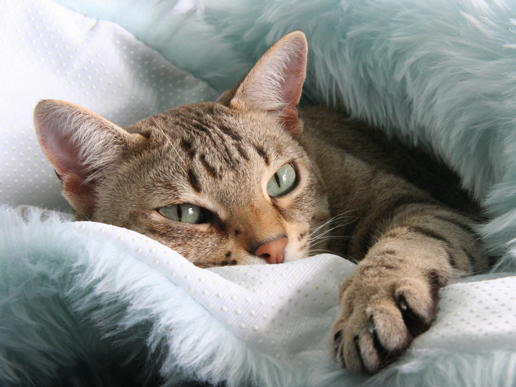 Австралийский мист отдыхает