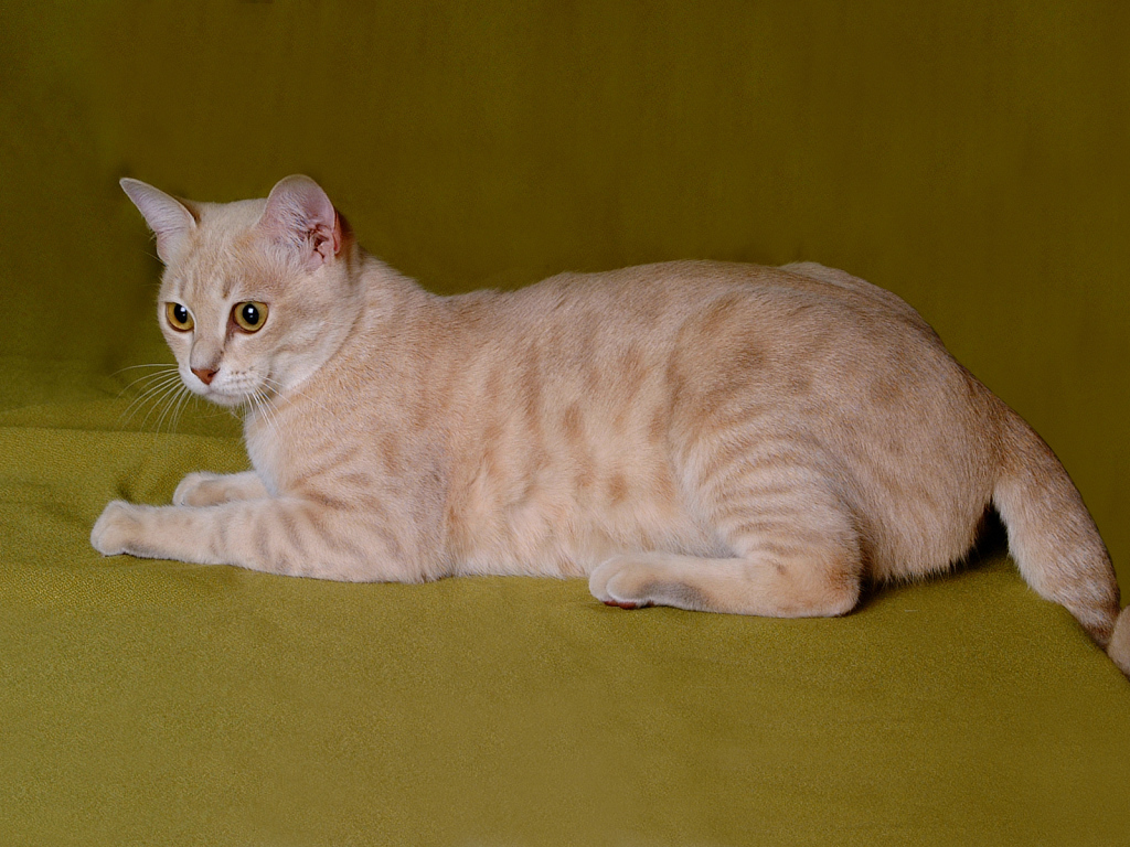 Австралийский мист на зеленом фоне