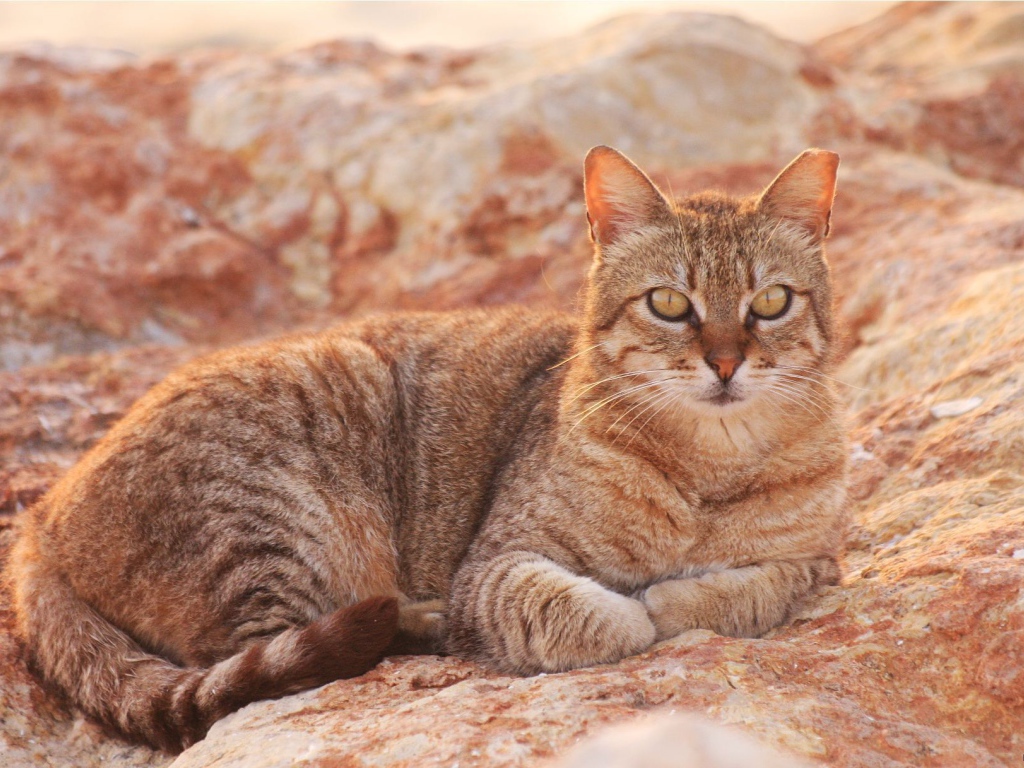 Австралийский мист на скале