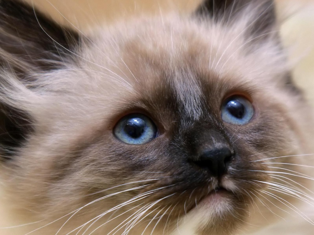 Котенок балийской кошки