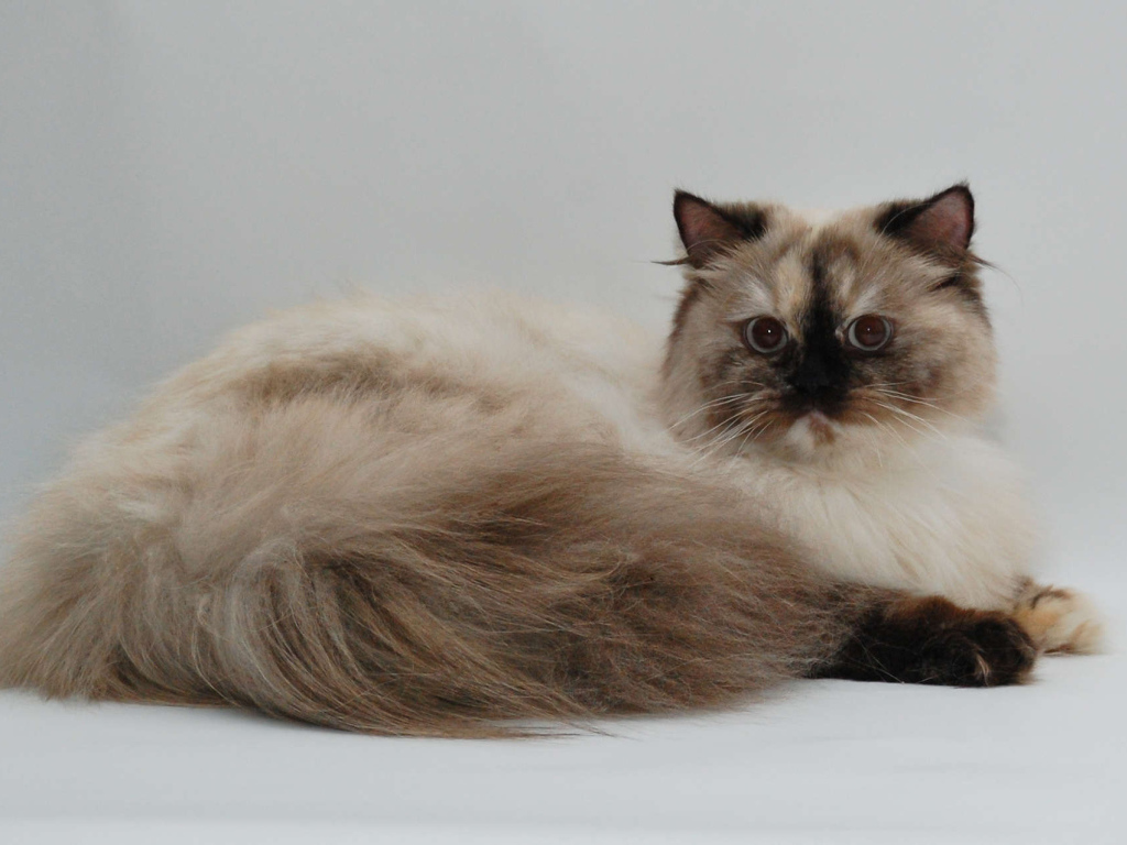 Красивая британская длинношерстная кошка