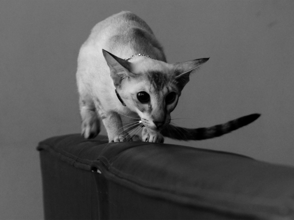 Красивая ориентальная короткошерстная кошка