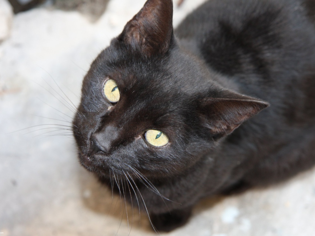 Красивая бомбейская кошка