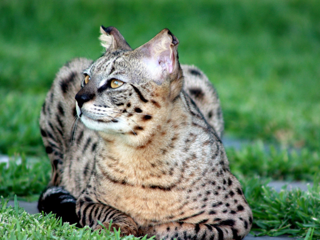 Красивая кошка саванна