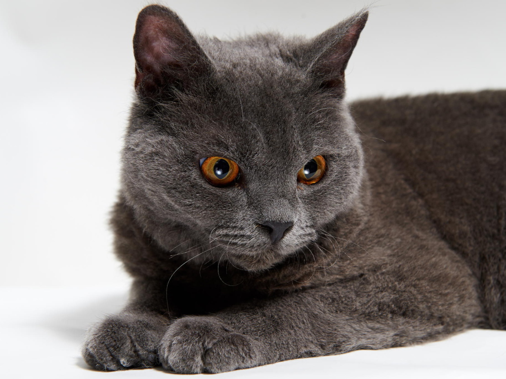 Красивый серый селкирк рекс