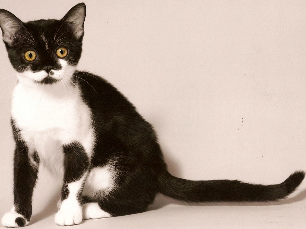 Черно белая американская короткошерстная кошка