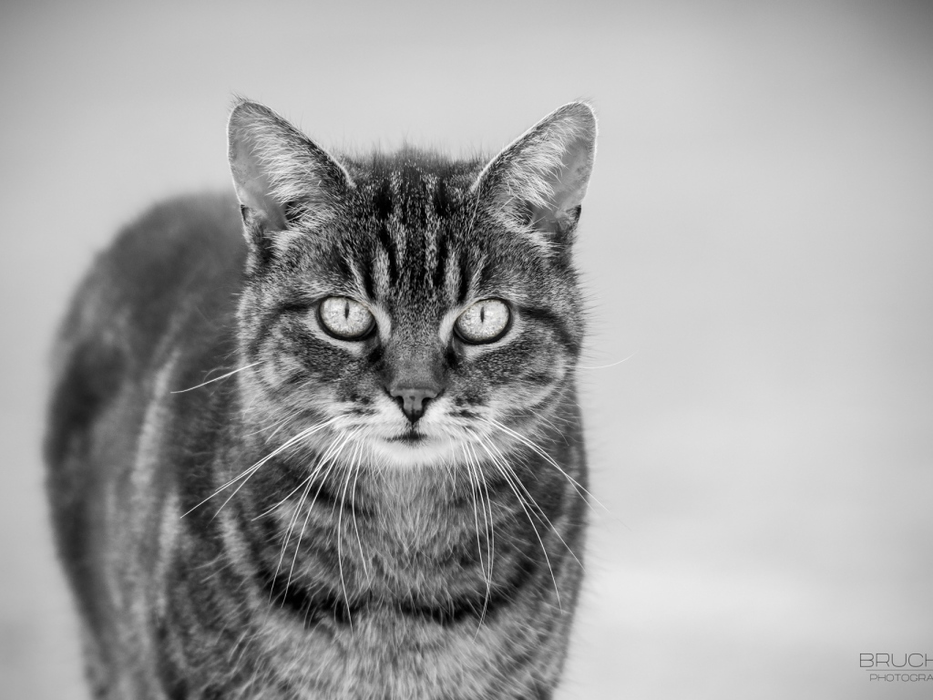 Черно белый кот