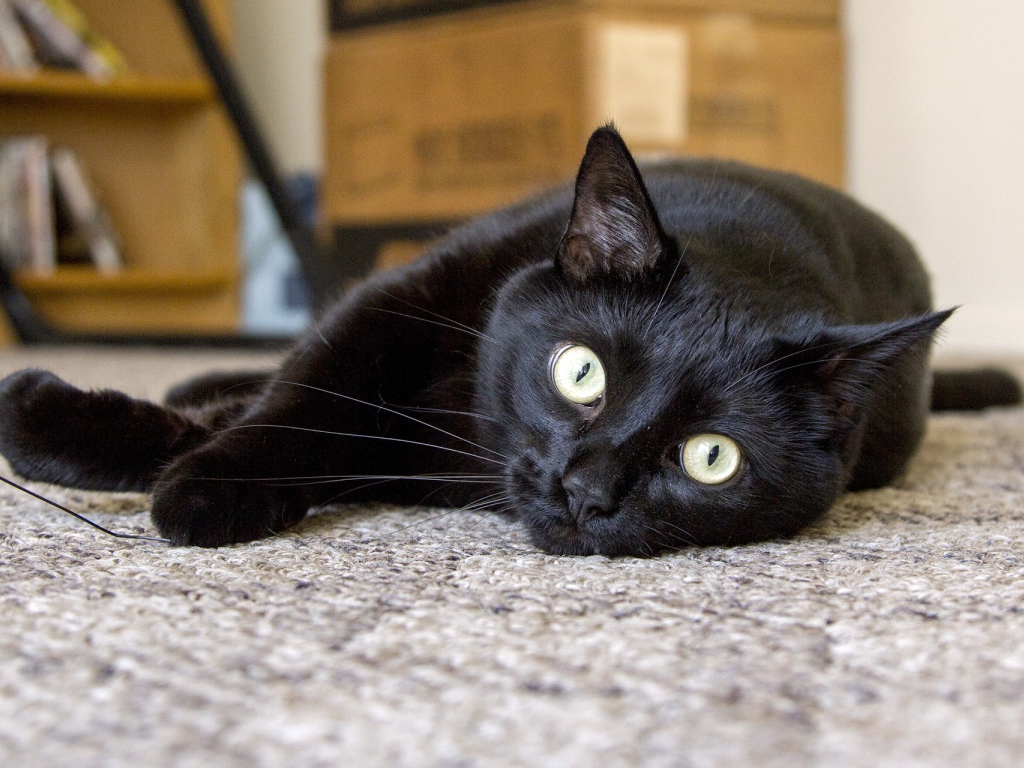 Бомбейская кошка лежит на полу