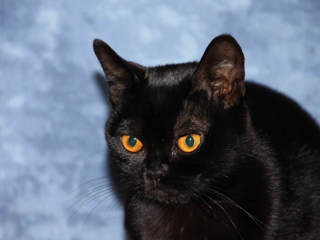 Бомбейская кошка на голубом фоне