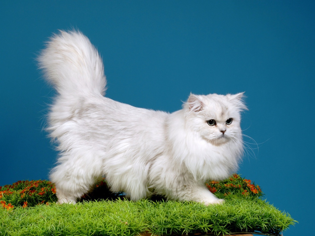 Светлая британская длинношерстная кошка